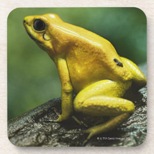 Golden Dart Frog Coaster