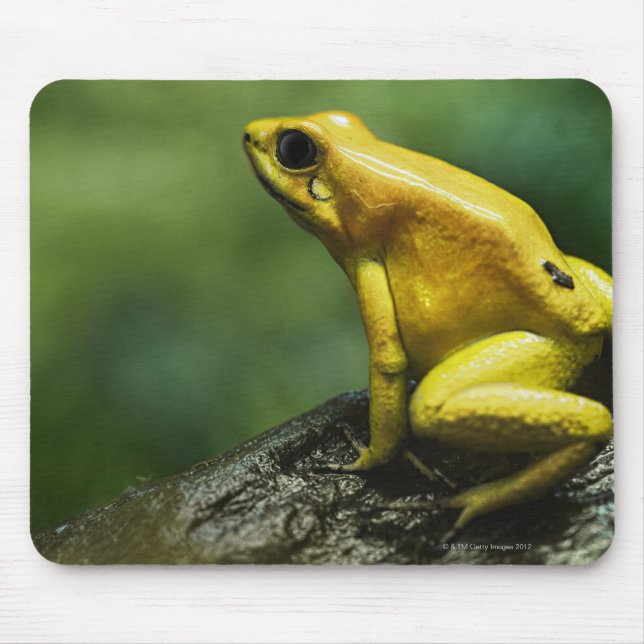 Golden Dart Frog Mouse Mat (Front)