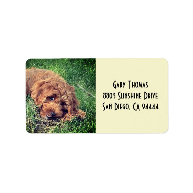 Golden Doodle Address Labels (Front)