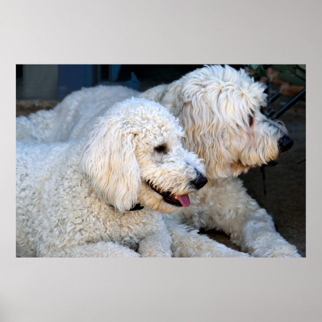 Golden Doodle Puppies Poster (Front)