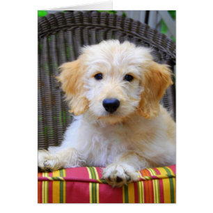 Golden Doodle Puppy