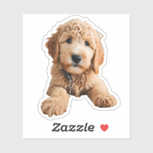 Golden Doodle Puppy