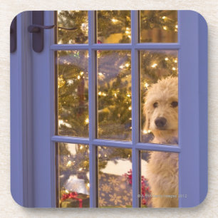 Golden Doodle puppy looking out glass door with Coaster
