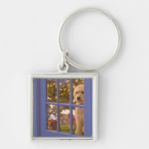 Golden Doodle puppy looking out glass door with Key Ring