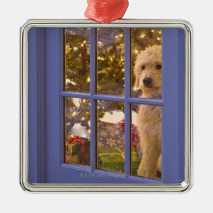 Golden Doodle puppy looking out glass door with Metal Tree Decoration
