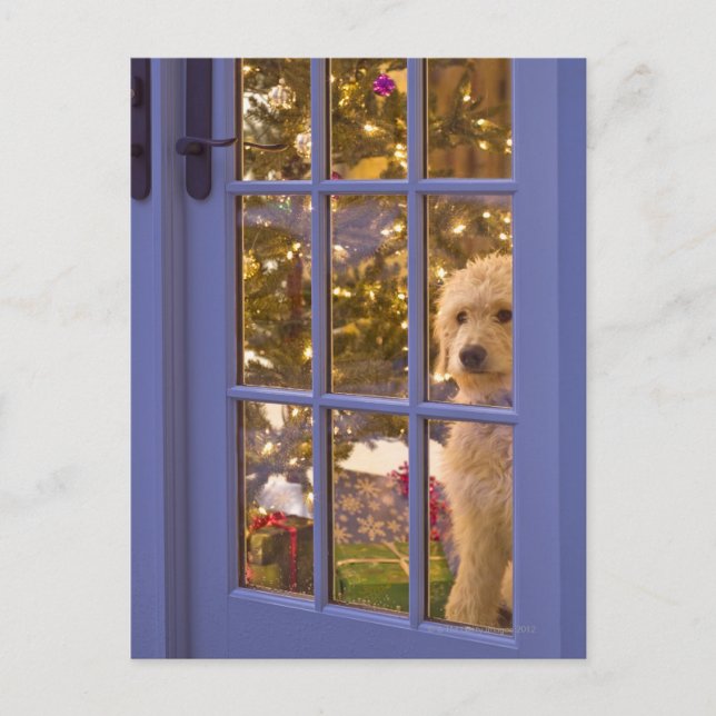 Golden Doodle puppy looking out glass door with Postcard (Front)