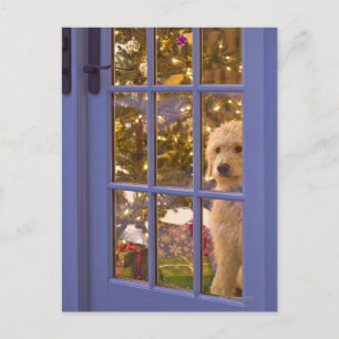 Golden Doodle puppy looking out glass door with Postcard