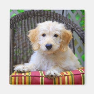 Golden Doodle Puppy Magnet