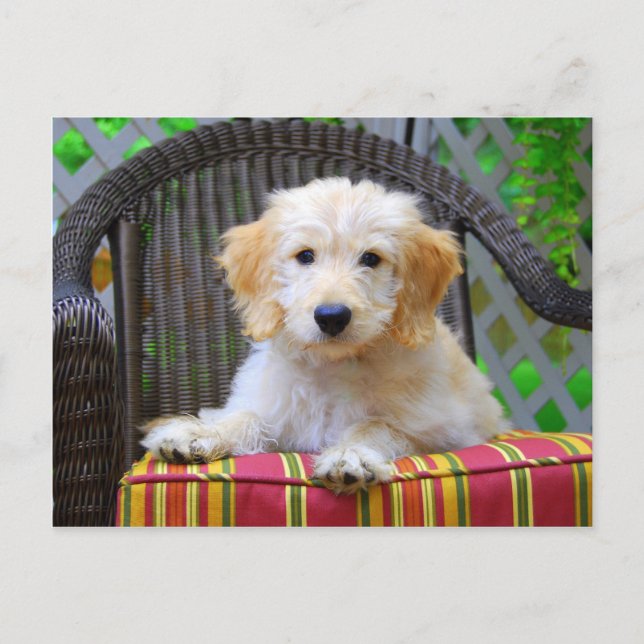 Golden Doodle Puppy Postcard (Front)