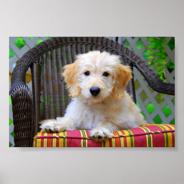 Golden Doodle Puppy Poster (Front)