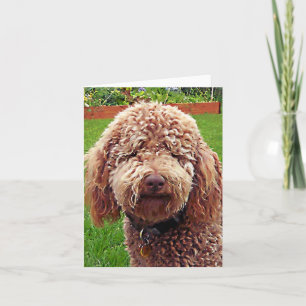 Golden Doodle Stella Card