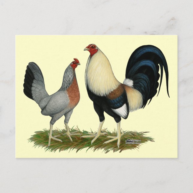 Golden Duckwing Chickens Postcard (Front)