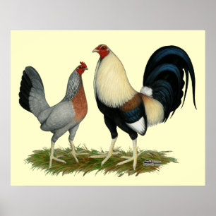 Golden Duckwing Chickens Poster