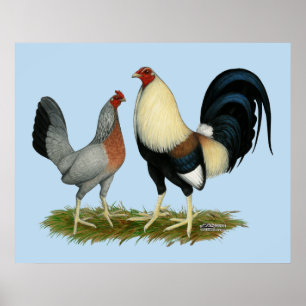 Golden Duckwing Chickens Poster