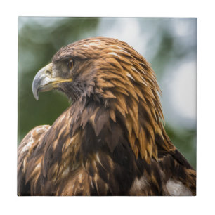 Golden Eagle (aquila chrysaetos) - Utah Tile