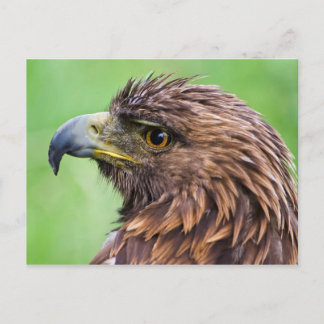 Golden Eagle Closeup Postcard