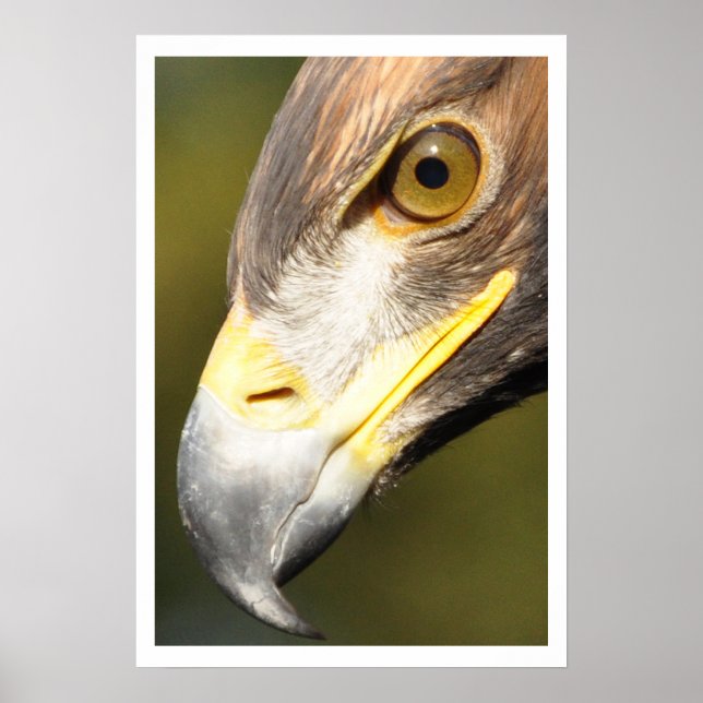 Golden Eagle Face Poster (Front)