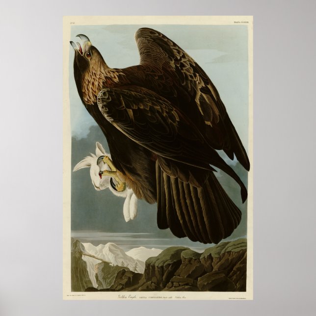 Golden Eagle from Audubon's Birds of America Poster (Front)