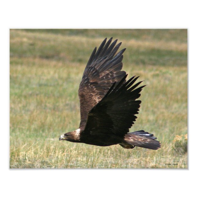 Golden Eagle in Flight 11x14 horizontal Photo Print (Front)