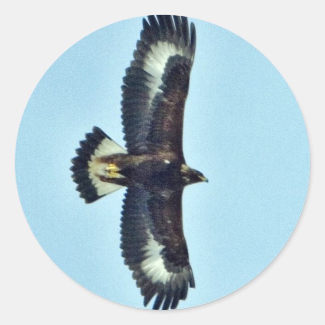 Golden Eagle in Flight Classic Round Sticker (Front)