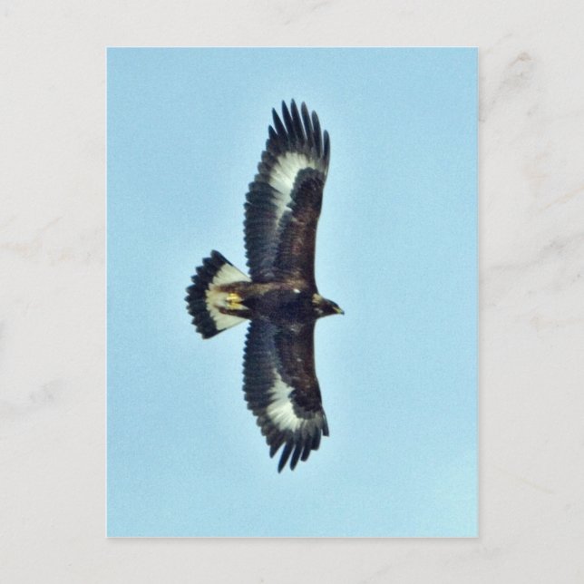 Golden Eagle in Flight Postcard (Front)