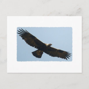 Golden Eagle In Flight Postcard