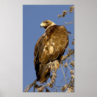 Golden Eagle in Yellowstone Poster
