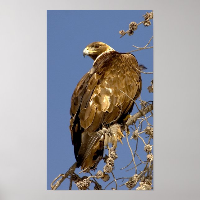 Golden Eagle  in Yellowstone Poster (Front)