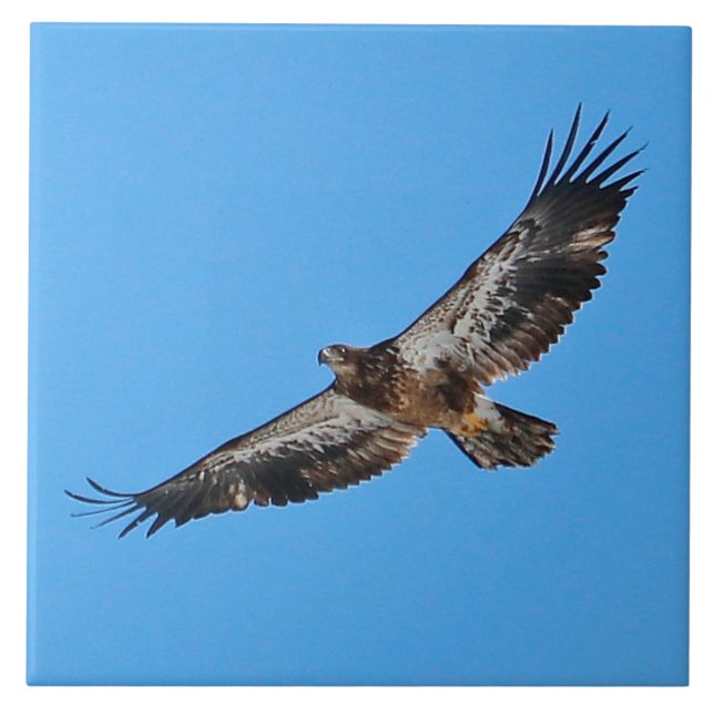 Golden Eagle Large 6" x 6" Tile (Front)