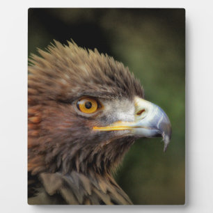 golden eagle plaque