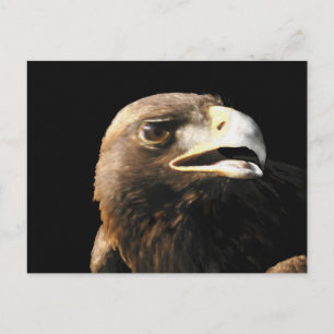 Golden Eagle Portrait Postcard