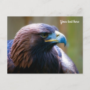Golden Eagle Postcard