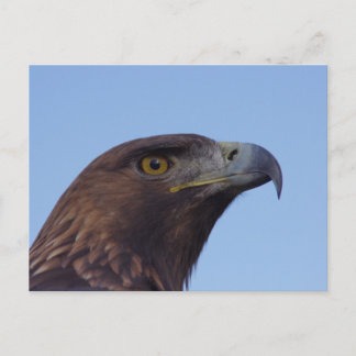 Golden eagle postcard