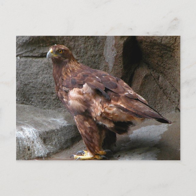 Golden Eagle Postcard (Front)