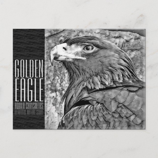 Golden Eagle [Postcard] Postcard (Front)