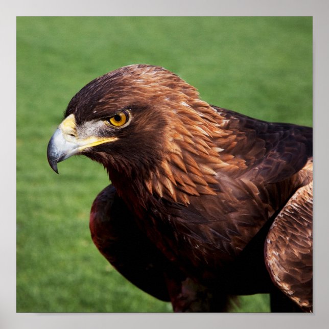 Golden Eagle Poster (Front)