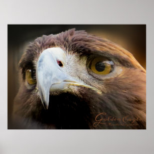 Golden Eagle Posters & Prints | Zazzle UK