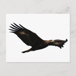 Golden Eagle Soaring Postcard