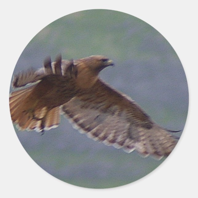 Golden Eagle sticker (Front)