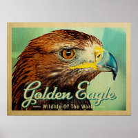 Golden Eagle - Wildlife of the World Bird