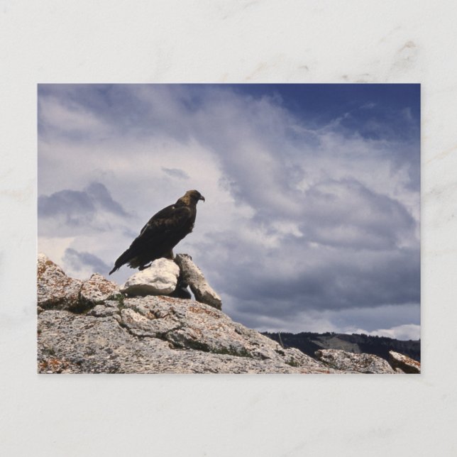 Golden Eagle Wildlife Series # 14 Postcard (Front)