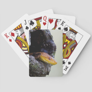 Golden Elegance: Yellow Rat Snake Playing Cards