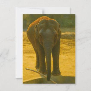 Golden Elephant Wisdom – Majestic Wildlife Postcard