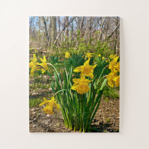 Golden Embrace Daffodil Bloom in Springtime Jigsaw Puzzle