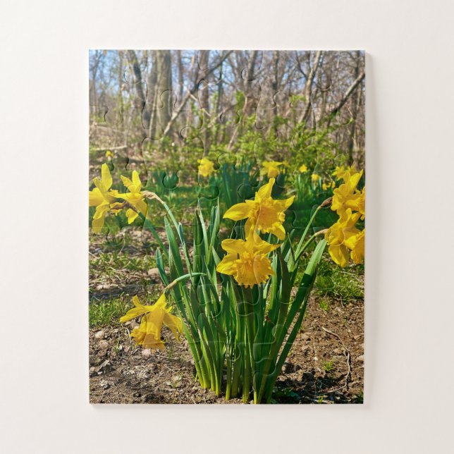Golden Embrace | Daffodil Bloom in Springtime Jigsaw Puzzle (Vertical)