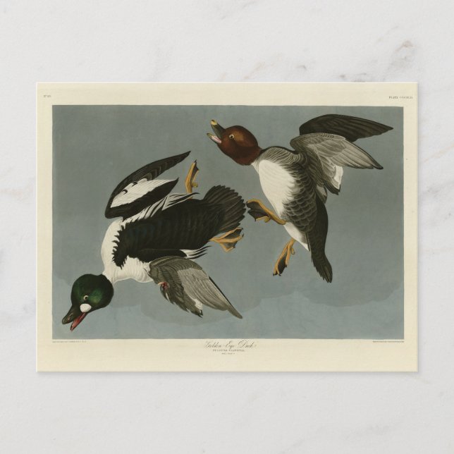 Golden-Eye Duck - from Audubon's Birds of America Postcard (Front)