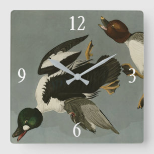 Golden-Eye Duck - from Audubon's Birds of America Square Wall Clock