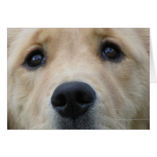 Golden Eyes (Front Horizontal)