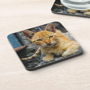 Golden Eyes Coaster