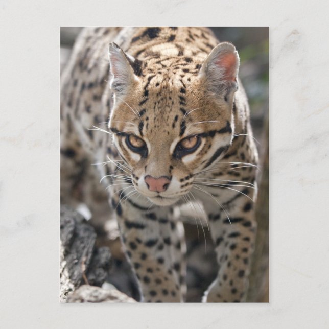 Golden Eyes Postcard (Front)